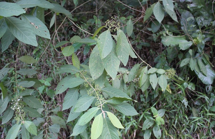 Callicarpa longifolia